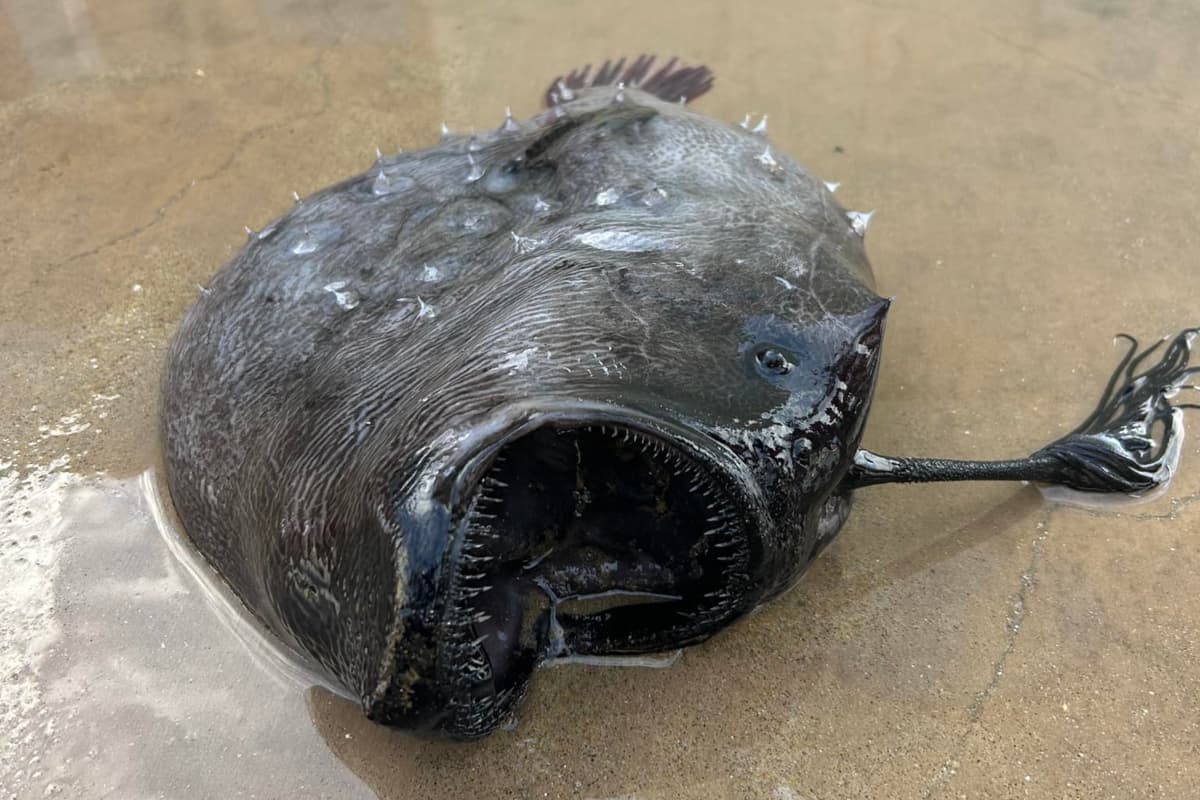 5 ऐसे दुर्लभ जीव जिन्हें देखने के लिए साल 2023 में सोशल मीडिया पर मची होड़!