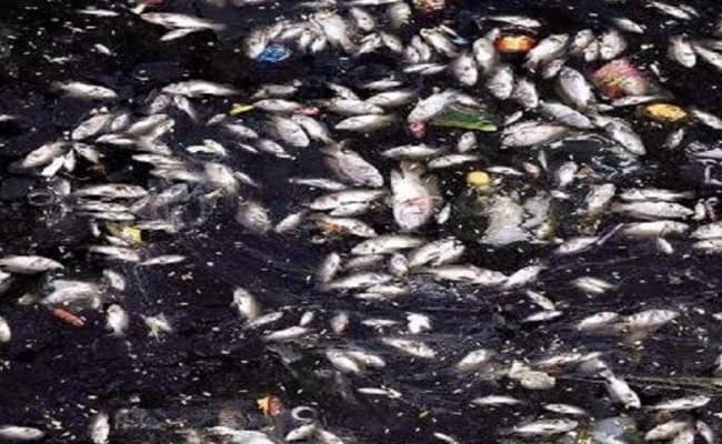 अरुणाचल प्रदेशः नदी का पानी अचानक काला होने से हजारों मछलियों की मौत, स्थानीय लोगों ने बताया चीन की साजिश