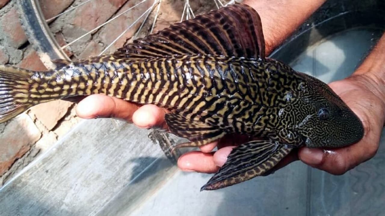 Bihar: बगहा में मिली चार आंख और हवाई जहाज जैसे पंख वाली मछली, जानें क्यों बढ़ी लोगों की चिंता