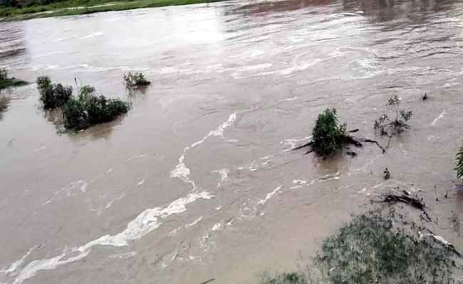 उफान भरती कोसी पचाठ गांव को निगलने को आतुर, कटाव तेज