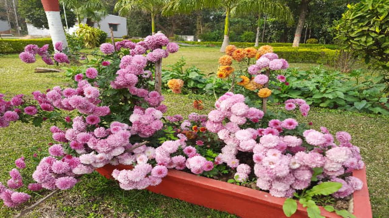 कोरोना के कारण कोयलांचल में दो साल से नहीं सज रही फूलों की प्रदर्शनी, प्रतिभागी कर रहे इंतजार, देखें Pics