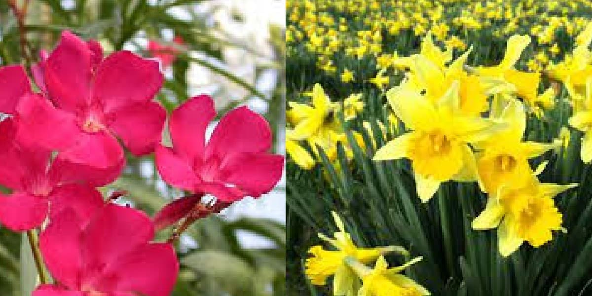 Poisonous Plants: बहुत जहरीले होते हैं ये फूल अपने गार्डेन में गलती से भी न लगाएं, जानें साइड इफेक्ट्स Poisonous Plants: बहुत जहरीले होते हैं ये फूल अपने गार्डेन में गलती से भी न लगाएं, जानें साइड इफेक्ट्स