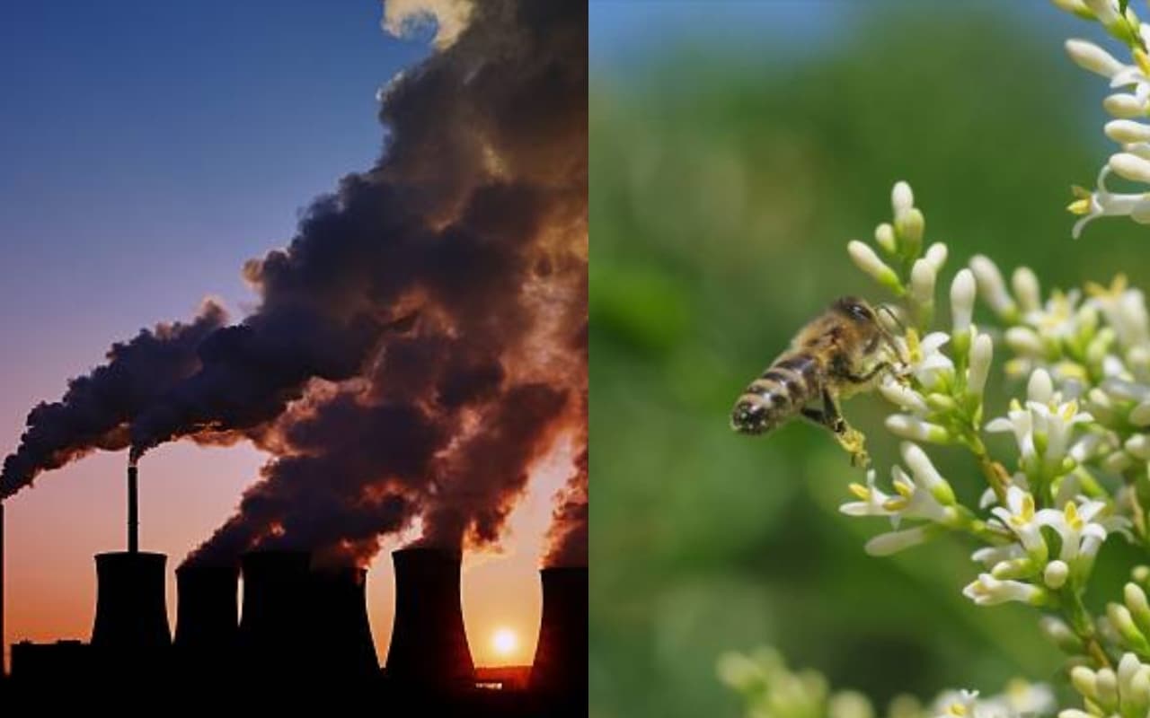 Research : कैसे कीड़ों के लिए जीवन को कठिन बना रहा वायु प्रदूषण, आबादी में भी तेजी से गिरावट