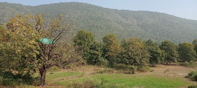 झारखंड की ये आदिवासी महिलाएं बचा रही हैं जंगल, दिन-रात करती हैं पहरेदारी, एक को मिल चुका है पद्मश्री