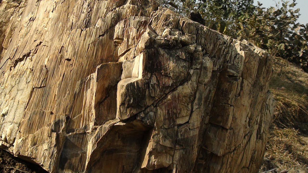 15 करोड़ वर्ष पुराने जीवाश्म देख सकेंगे पर्यटक, साहिबगंज के फॉसिल्स पार्क में Eco Tourism की शुरुआत