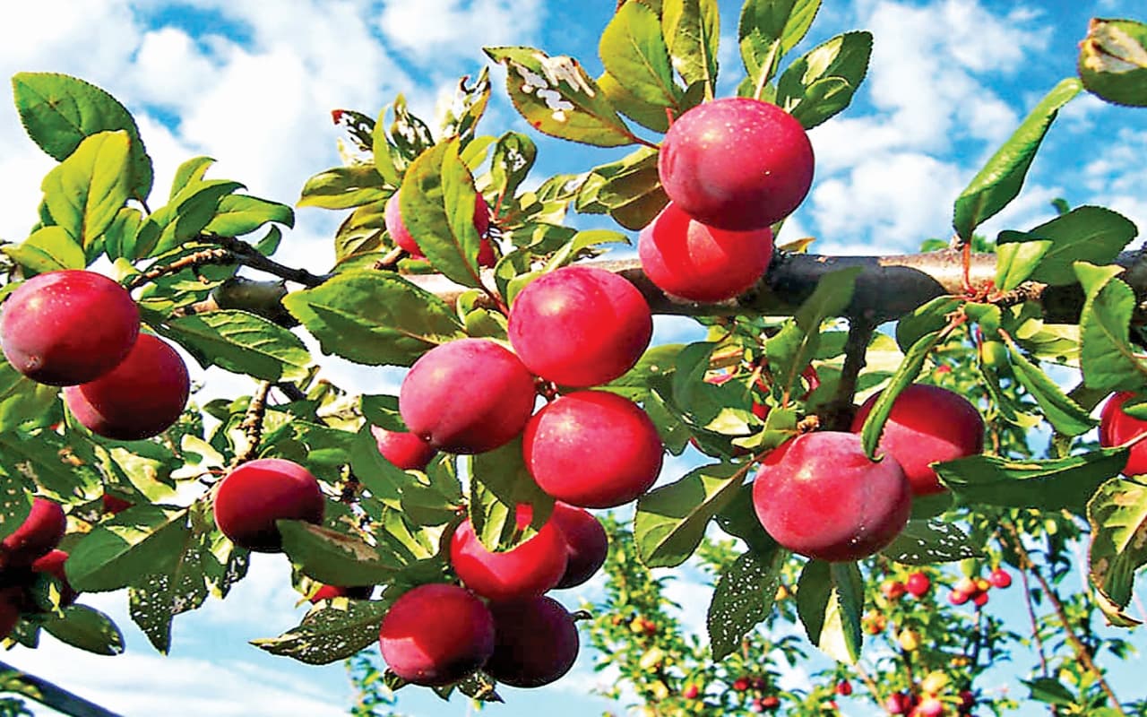 Prabhat Special: सेहत बढ़ाने वाला पहाड़ी फल आलूबुखारा