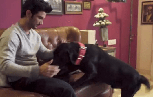 आज भी सुशांत को याद करता है उनका डॉग फज, दरवाजे की ओर देखकर करता है एक्टर का इंतजार, देखें ये इमोशनल VIDEO