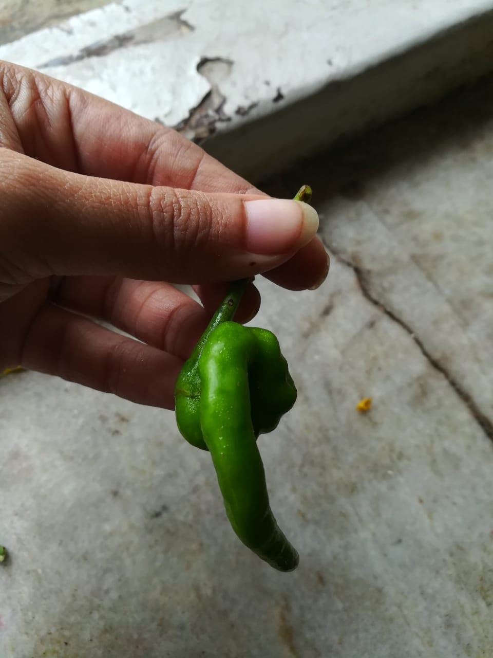 Ganesh Chaturthi 2022: राजधानी में गणेश चतुर्थी की धूम, पंडालों और घर में पधारे गजाननजी