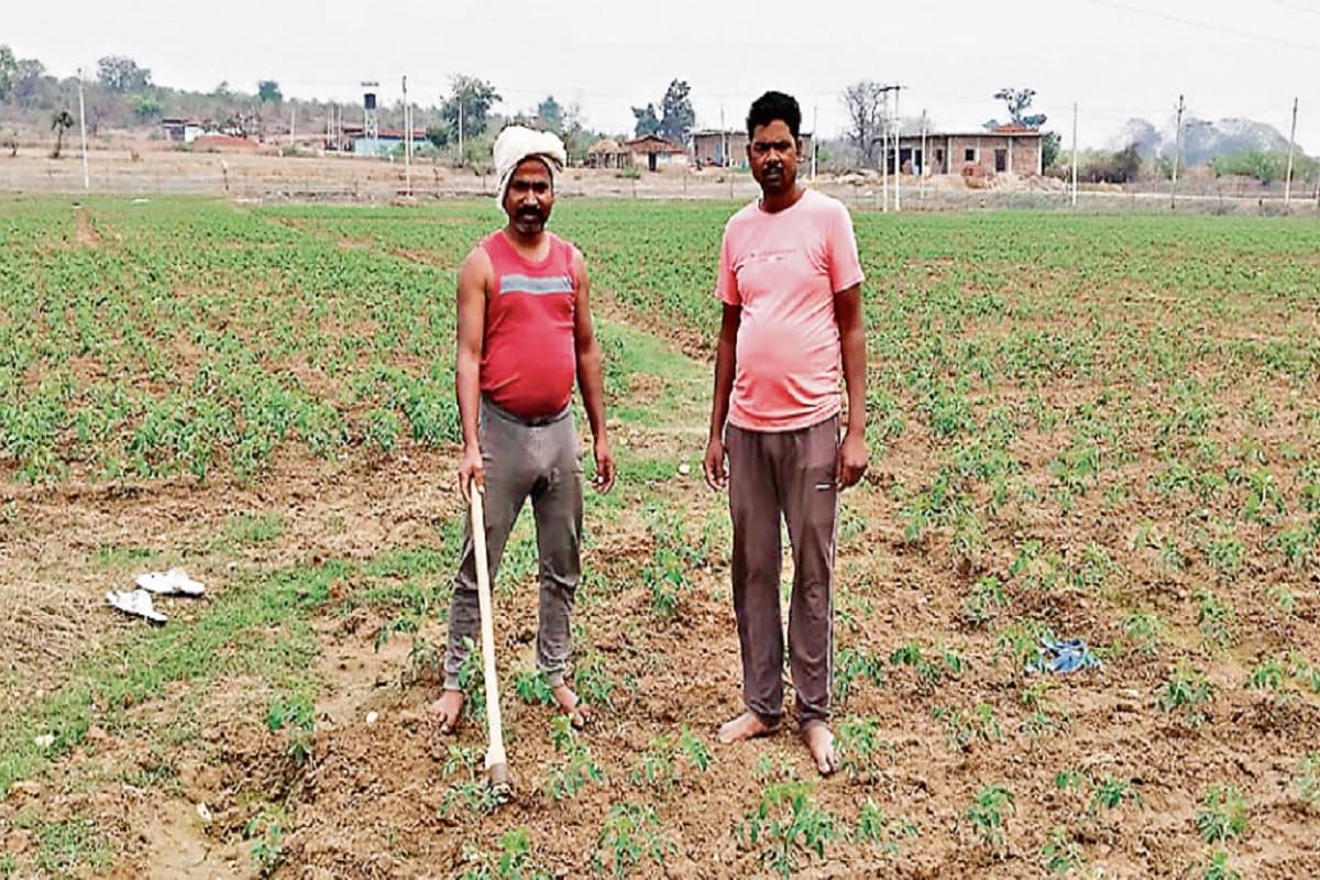 किसानों के लिए प्रेरणास्रोत बने चतरा के गणेश, बंजर भूमि में फसल उगा बनायी पहचान, कई बेरोजगारों को दिया रोजगार