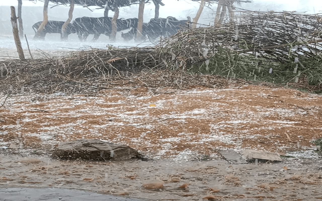 Garhwa Weather: गढ़वा में झमाझम बारिश के साथ पड़े ओले, बर्फ के टुकड़ों से पटे घर, किसान परेशान