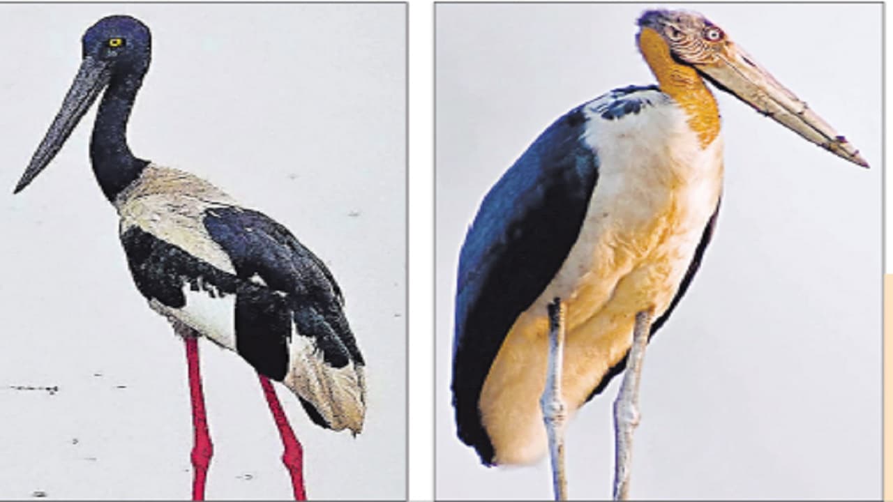 Bihar: भागलपुर के गरुड़ की सात प्रजाति अब डाक टिकट पर दिखेगी, जानिये विश्च में क्यों है बेहद खास यह जगह