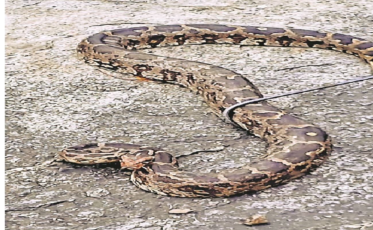 बाप रे बाप! गया के पुनावां में मिला 11 फुट का अजगर, 20 किलोग्राम से ज्यादा है वजन