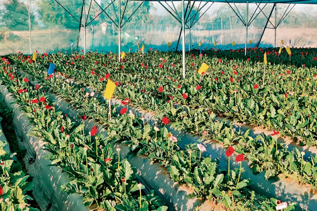 Shivji worship: महादेव को चढ़ाए जाने वाले खास फूल