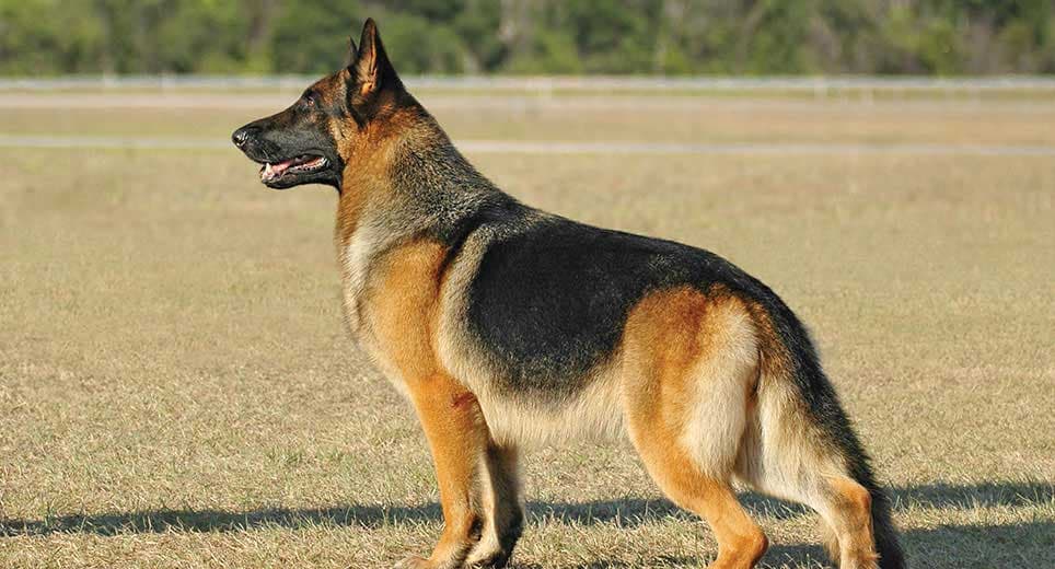 बिहार में अब बेल्जियम मेलिनोइस डॉग खोजेंगे शराब, ट्रेन व बस से तस्करी करना होगा मुश्किल