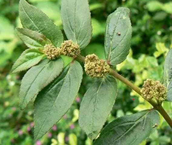 Dudhi Ghas Benefits: खांसी और अस्थमा रोग में बेहद कारगर है दूधी घास, जानिए कैसे करें सेवन