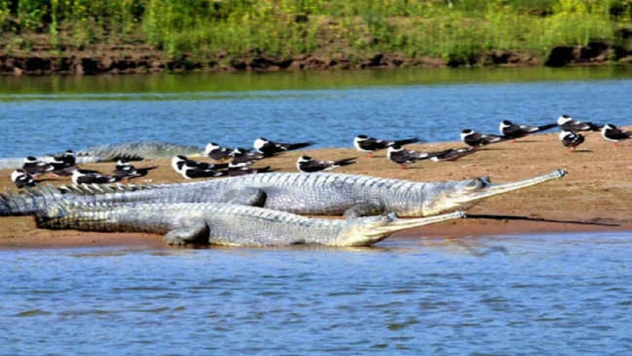 Bihar: सुल्तानगंज में शिकारी मगरमच्छ, तो नवगछिया के दो टोलों में घूम रहा विशालकाय घड़ियाल, अलर्ट जारी
