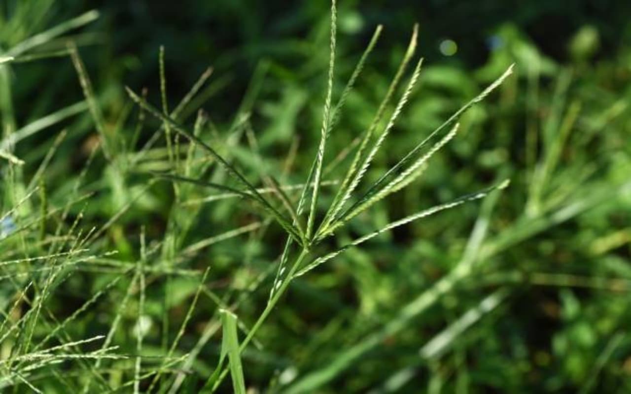 इस घास से दोस्ती करेंगे तो फायदे में रहेंगे, जानिए वजह