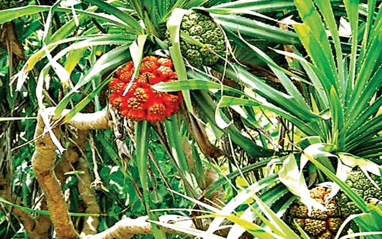 खाने में भी होता है 'घास' का इस्तेमाल, जानिए इसका स्वाद और कितना है फायदेमंद?