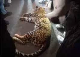 Ghaziabad: कई घंटे की मशक्कत के बाद पकड़ा गया कोर्ट में घुसा तेंदुआ, वन विभाग ने कही ये बात...