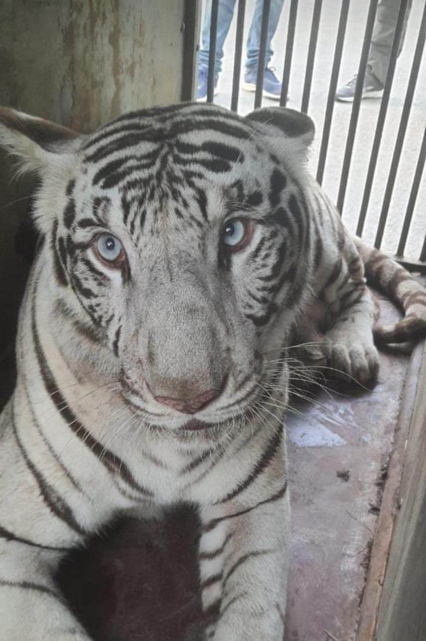 Gorakhpur News: योगी सरकार ने निभाया अपना वादा, लखनऊ से गोरखपुर चिड़ियाघर पहुंची सफेद बाघिन गीता