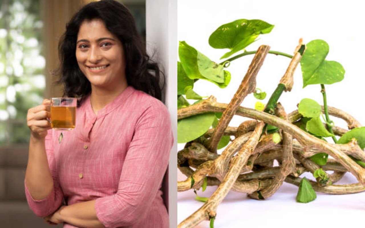 इम्यूनिटी बूस्टर गिलोय के जानें फायदे. मौसमी बीमारियों की है असरदार औषधि