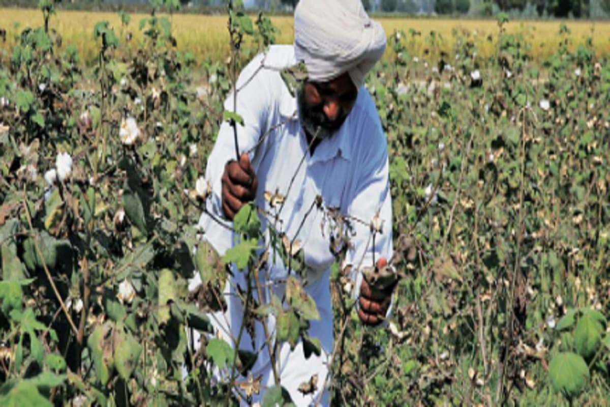 जीएम फसलों पर दूरगामी नीति बने