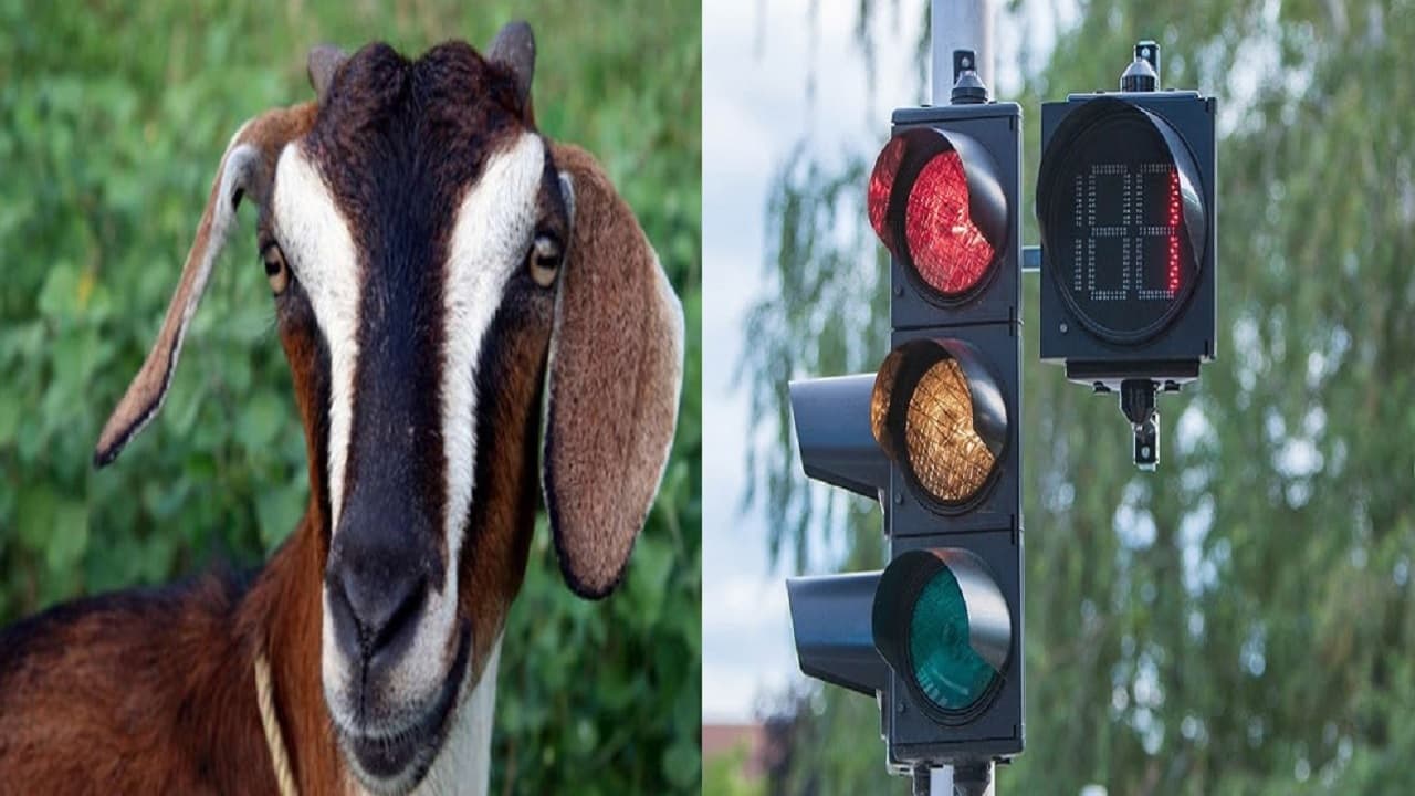 Bihar: भागलपुर में जब बकरी चोरों के लिए ट्रैफिक जाम की समस्या बनी आफत, कार समेत बकरियों को छोड़कर भागे