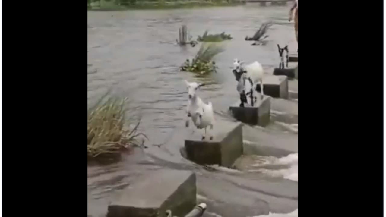 Viral Video: बाढ़ में फंसी 4 बकरियों का यह कारनामा देख आप भी दांतों तले उंगली दबा लेंगे