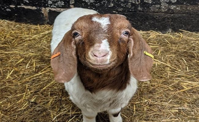 झारखंड : राज्य में बकरी के कृत्रिम गर्भाधान से सुधरेगी नस्ल, एक साल में 12 किलो हो जाएगा वजन