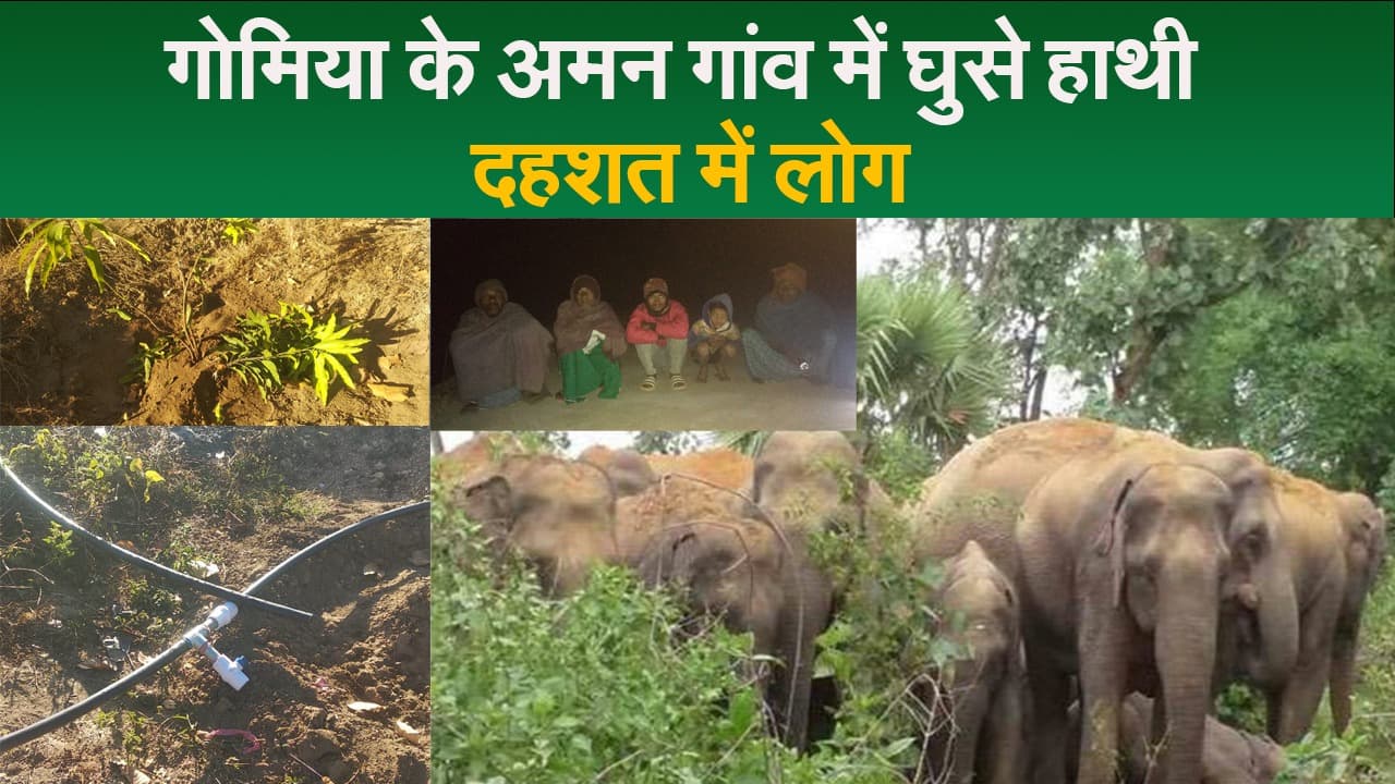 बोकारो के गोमिया में हाथियों ने 11 घंटे तक मचाया उत्पात, दहशत में ग्रामीण