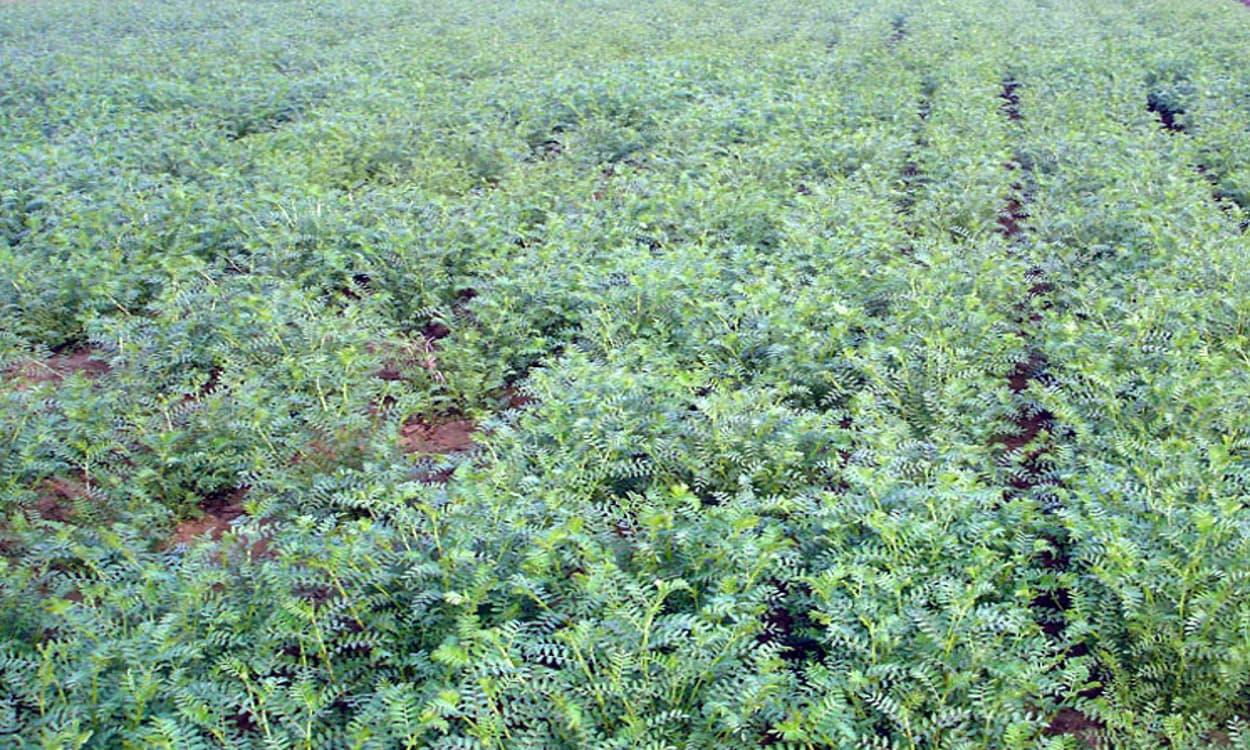 World Pulses Day 2021 : देश को चने के रूप में प्रोटीन सप्लाई कर रहा है झारखंड, हर साल प्रोडक्शन में बना रहा नया रिकॉर्ड