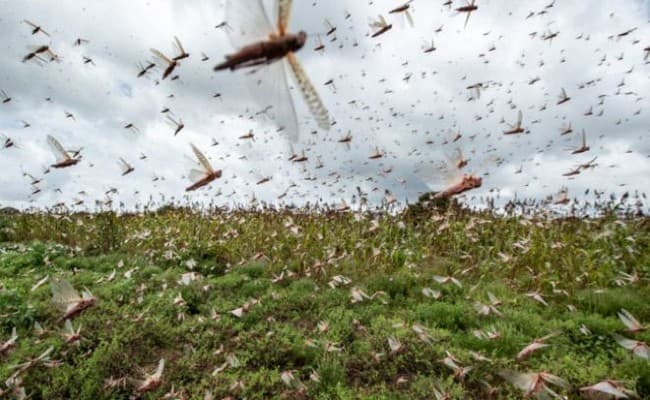 विशेषज्ञों का दावा, टिड्डी दलों का प्रकोप जलवायु परिवर्तन का नतीजा