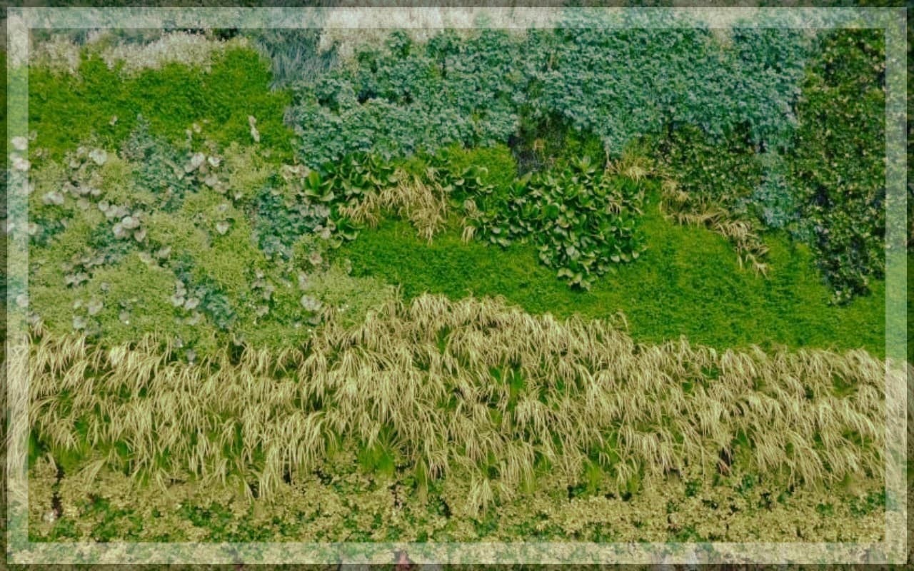 Green Wall: अरावली की 18,000 हेक्टेयर भूमि को पुनर्जीवित करने की बनी योजना, जानें किस तरह साबित होगी मददगार