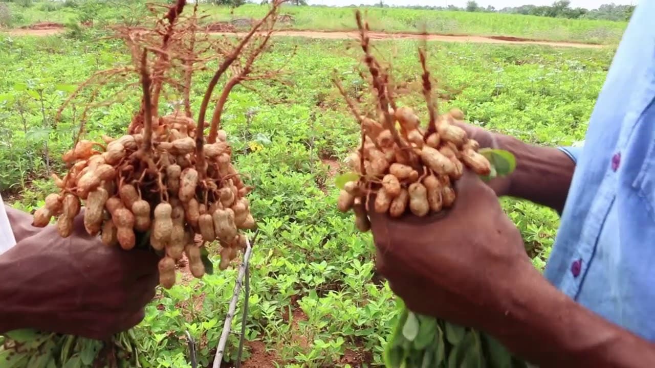 आदिवासी किसानों की आय बढ़ाने के लिए मूंगफली की खेती को बढ़ावा देगा बीएयू