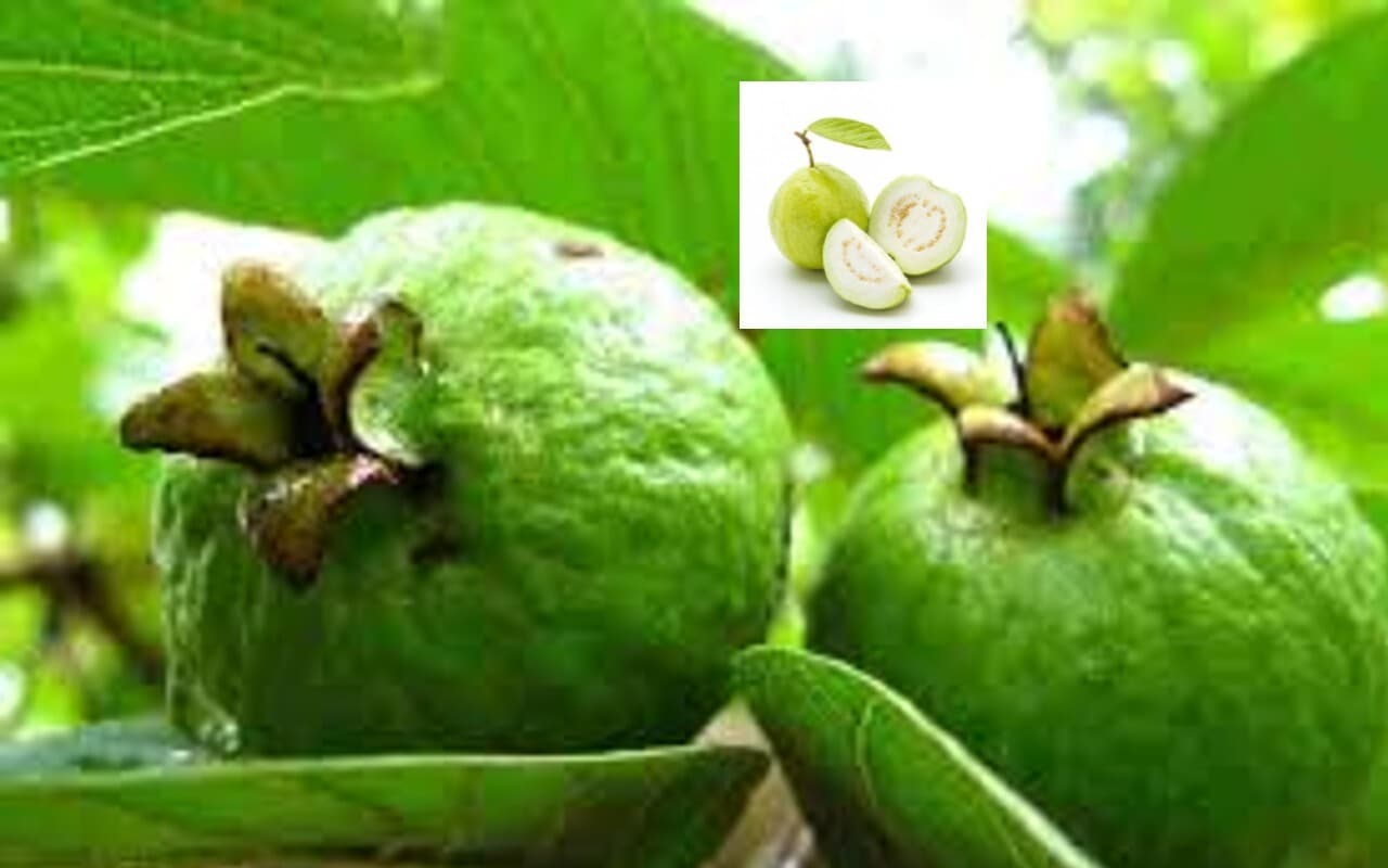 Benefits of Guava: अमरूद के फल और पत्तियां सेहत के लिए दोनों फायदेमंद, इन बीमारियों से मिलता है छुटकारा