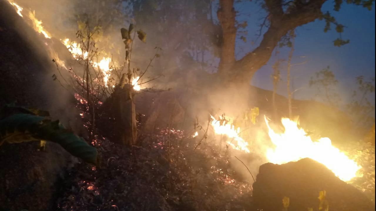 गुमला के जंगल में लगी आग, नक्सलियों ने बदला ठिकाना, तो पेड़-पौधे और जीव-जंतु भी चपेट में आये