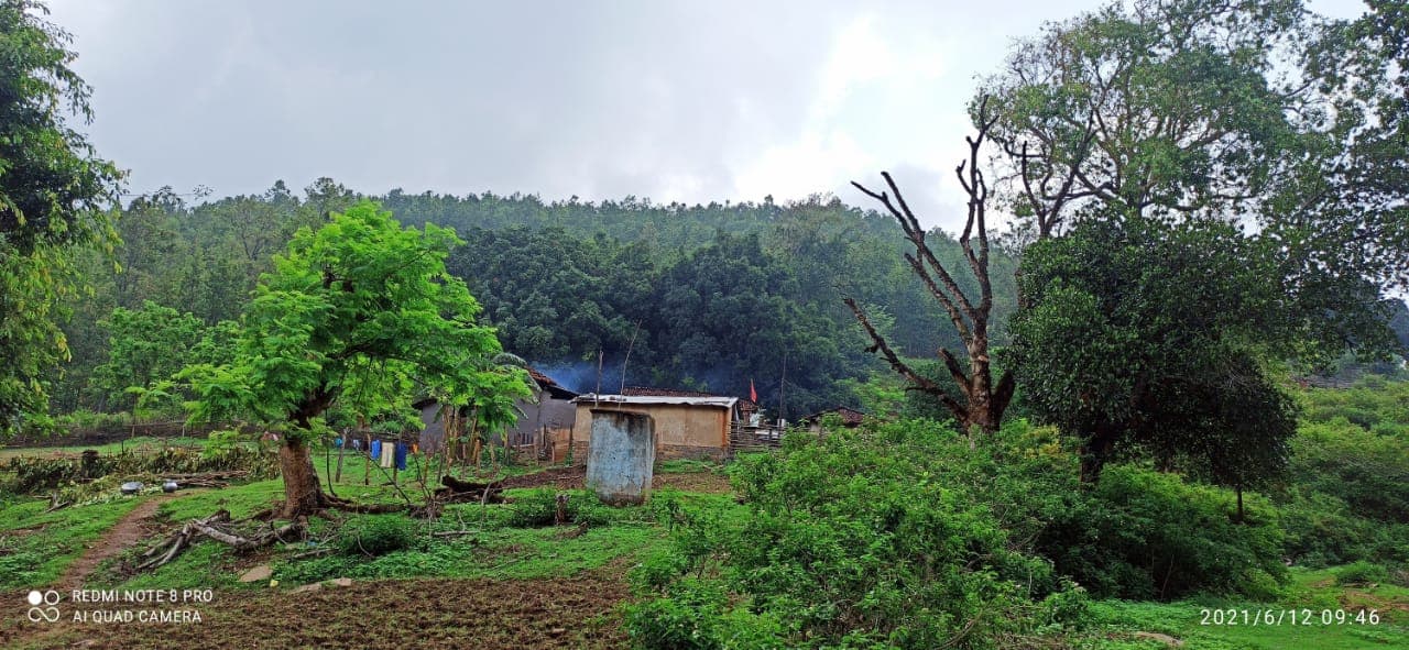 वनक्षेत्र में वृद्धि उत्साहजनक