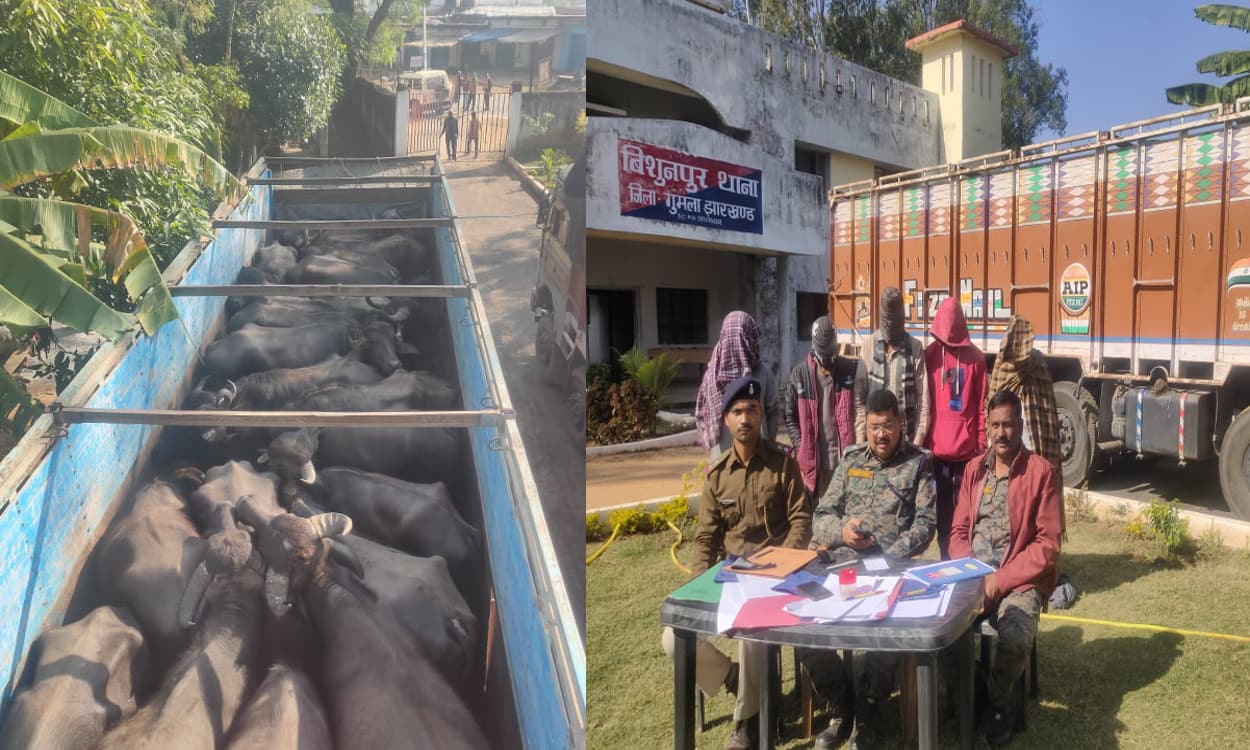 बांग्लादेश ले जा रहे 40 मवेशी को बिशुनपुर की पुलिस ने किया जब्त, ग्रामीणों को मुफ्त में दिये पशु
