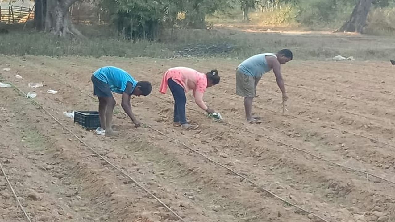 Union Budget 2022: 2.37 लाख करोड़ रुपये MSP के जरिए ट्रांसफर,जानिए बजट में किसानों को क्या मिला