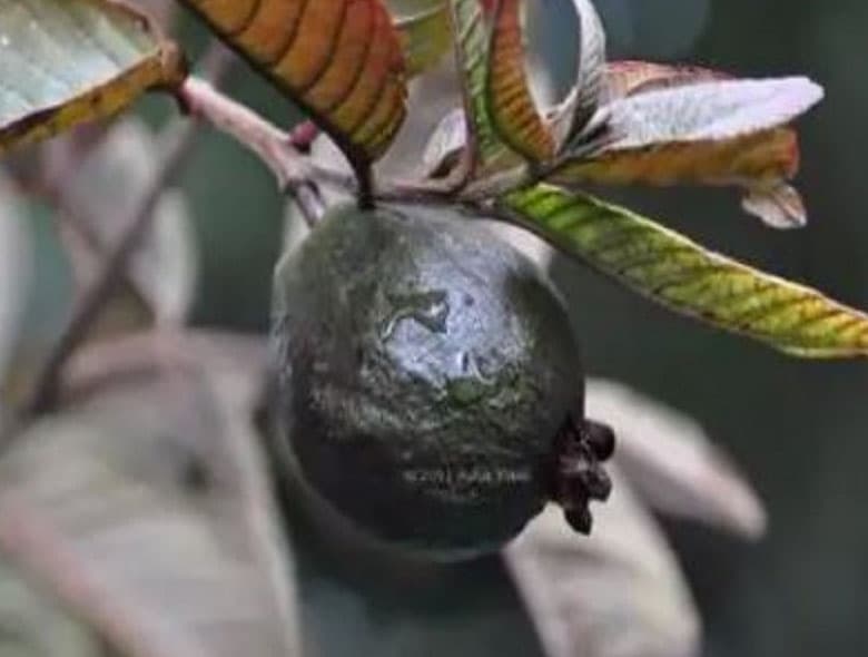 'काला अमरूद' खाएंगे तो नहीं आएगा बुढ़ापा! भागलपुर में शुरू हुआ उत्पादन, जानिए इसकी खासियत