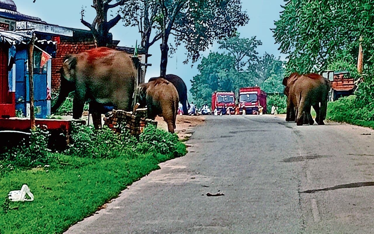 बोकारो में हाथियों के आतंक से दहशत में लोग, पारंपरिक रास्ता बंद होने से भटक रहे हैं हाथी