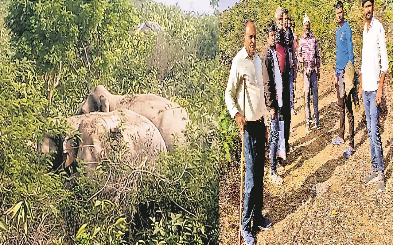 औरंगाबाद में हाथियों के झुंड ने मचाया उत्पात, दो ग्रामीणों को पटक कर किया घायल, अलर्ट पर वन विभाग की टीम