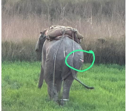 Gorakhpur: कलश यात्रा में शामिल होने आया हाथी, भीड़ देख हुआ बेकाबू, तीन लोगों को रौंदा,
 किया गया ट्रैंकुलाइज