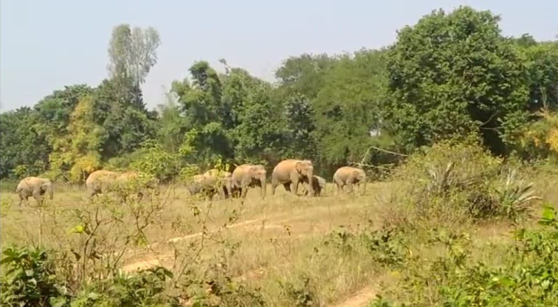 गुंडा बिहार के पास ट्रेन से कटकर हाथी के बच्चे की मौत, एक घंटे तक रेलवे ट्रैक रहा जाम