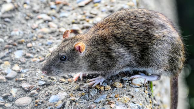 कोरोना वायरस अभी थमा नहीं, अब चीन में एक नए वायरस से एक की मौत