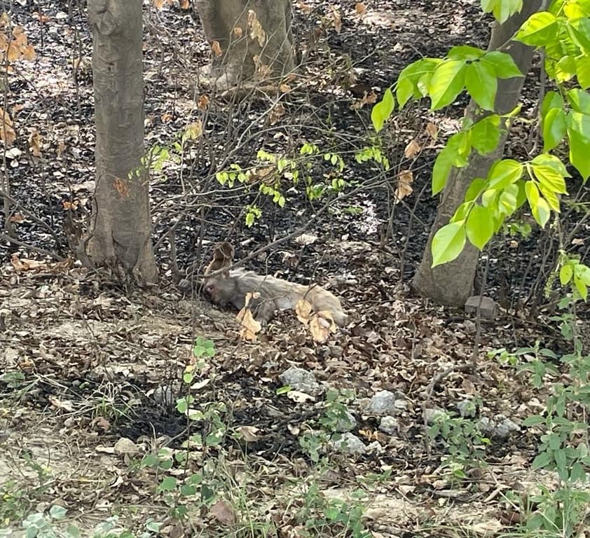 UP News: पुलिस मुठभेड़ में एक लाख का इनामी बदमाश मनोज भाटी ढेर, लंबे समय से थी तलाश, साथी अपराधी भी गिरफ्तार