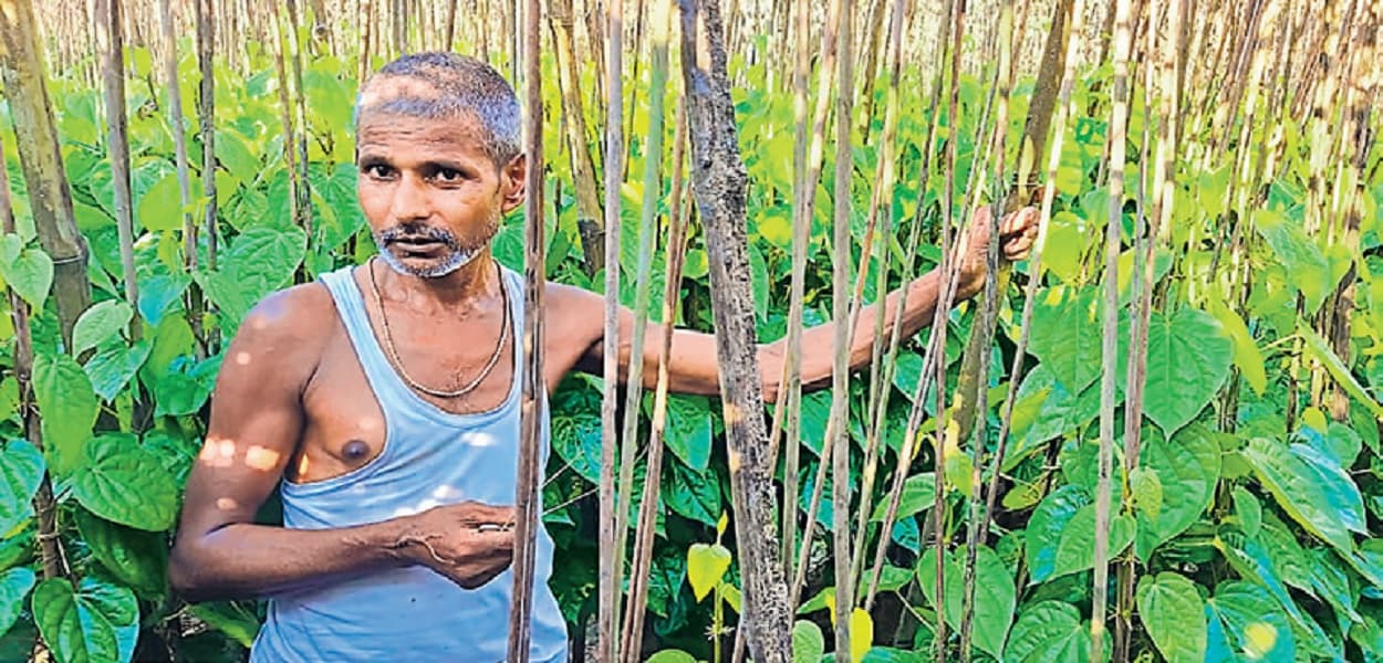 नवादा: पान की खेती पर अनुदान का बढ़ाया गया दायरा, फिर भी जिले में नहीं बढ़ रहा उत्पादन