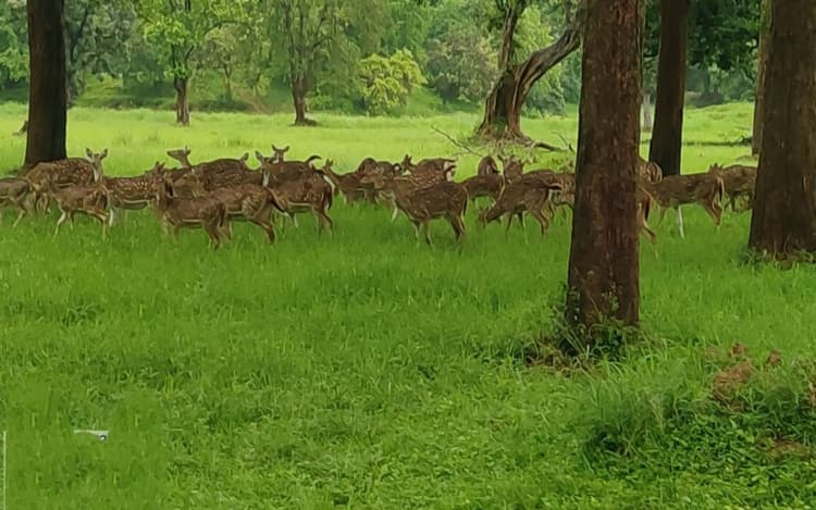 नो इंट्री में बेतला नेशनल पार्क हुआ गुलजार, हरियाली के साथ बढ़े हजारों जंगली जानवर