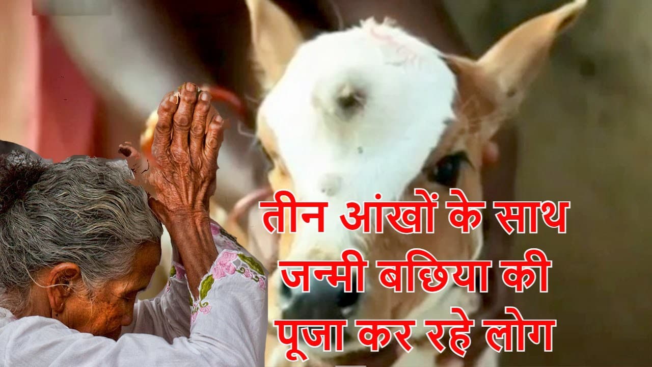 Chhattisgarh News: तीन आंखों के साथ जन्मी बछिया को भगवान का अवतार मानकर लोगों ने शुरू कर दी पूजा