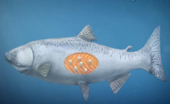 OMG! सांस लिये बिना धरती पर कैसे जिंदा है यह जीव?